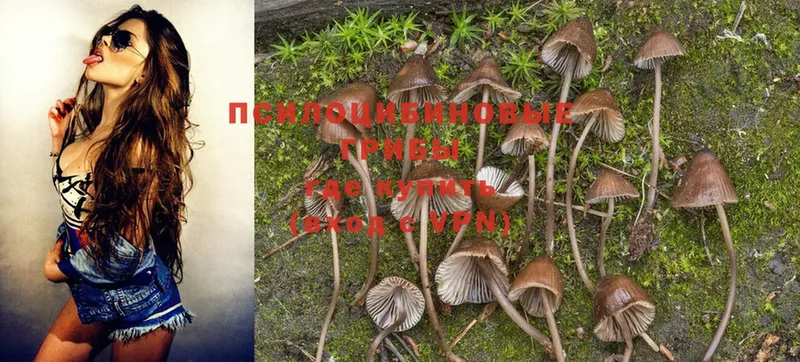 Псилоцибиновые грибы Psilocybine cubensis Нюрба